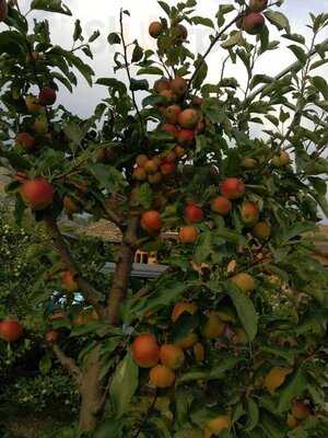 Bar-restaurant Legjenda