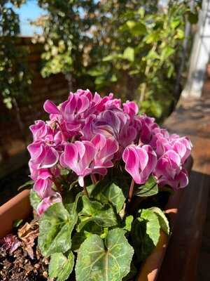 Restorant Portokallet