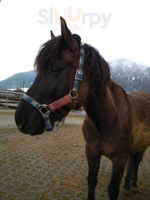 Hotel Gasthof Schörhof, Fam. Dankl