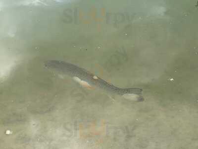 Fischteich In Zug - Fischerstüble