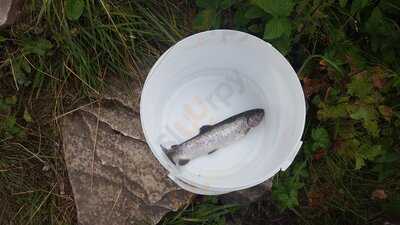 Forellenstation Pfaller