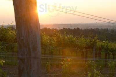 Edlmoser Weingut & Heuriger