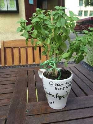 Pappel - Das Sozialkulturelle Beisl