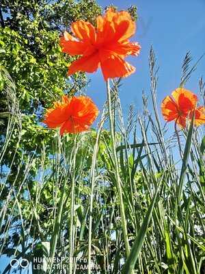 Restaurant Plumachit