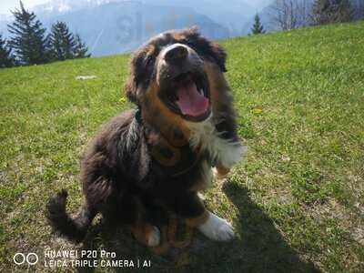 Restaurant Plumachit