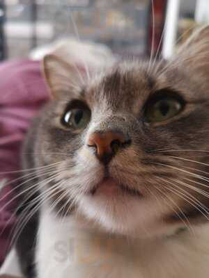 Restaurant Plumachit