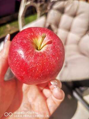 Restaurant Plumachit