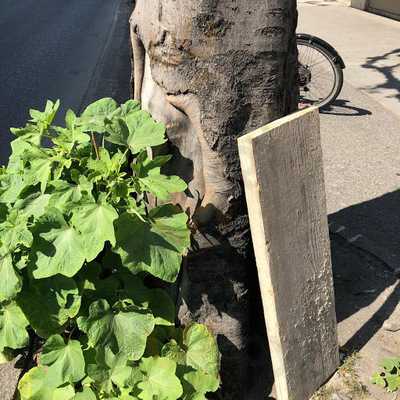 Chez Moi Messe Diurne