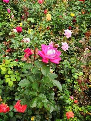 Dieci Pizza Kurier Rapperswil Sg