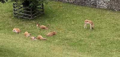 Dieci Pizza Kurier Rapperswil Sg