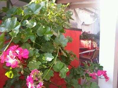 Restaurant Au Tournesol