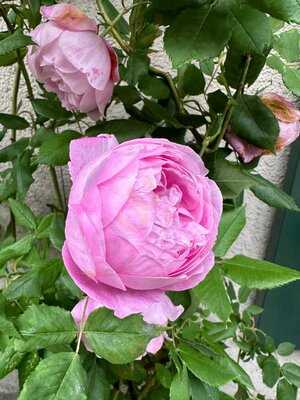 Restaurant Löwenzorn