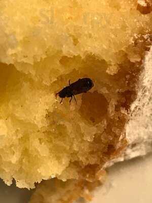 A. Pougnier - Genève