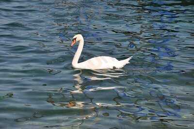 Les Pierres Du Niton