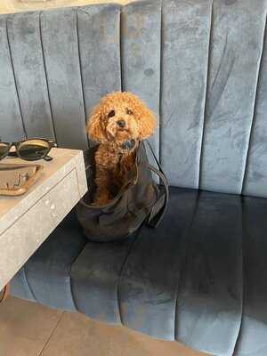 5th District By King Solomon Kosher Restaurant & Café