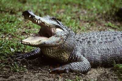 Krokodýl