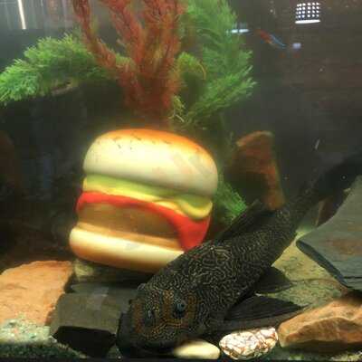 Cafe Bar Restaurant Hoppallaaa