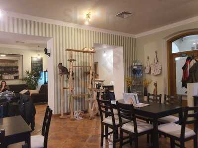 Kočkafé Schrödinger