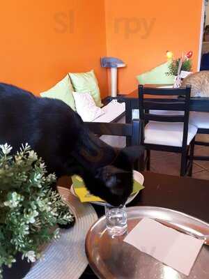 Kočkafé Schrödinger