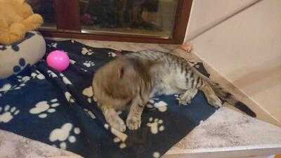 Kočkafé Schrödinger