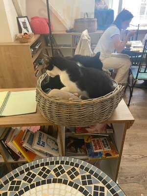 Cat Cafe Prague