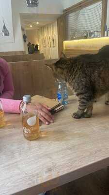 Cat Cafe Prague