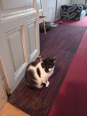 Cat Cafe Prague
