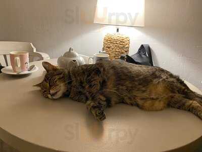 Kočičí Kavárna Na Smíchově