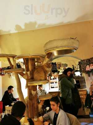 Kočičí Kavárna Na Smíchově