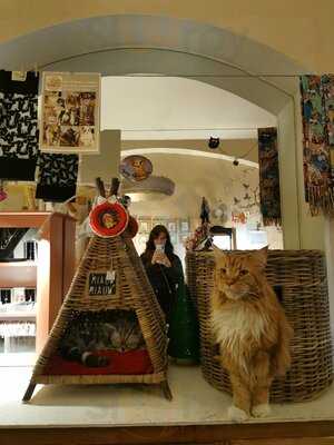 Kočičí Kavárna Na Smíchově