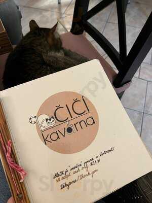 Kočičí Kavárna Na Smíchově