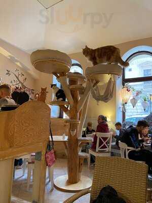 Kočičí Kavárna Na Smíchově