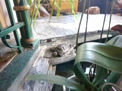 Mikysfood Thajsko-vietnamská Restaurace