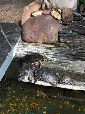 Mikysfood Thajsko-vietnamská Restaurace