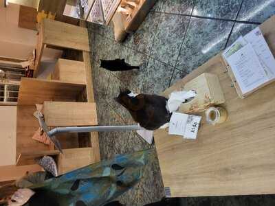 Kavárna Kočičí Prague