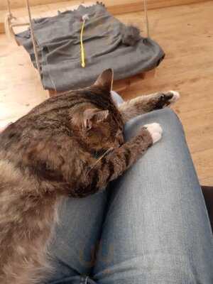 Pelíšek - Kočičí Kavárna