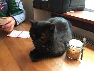 Pelíšek - Kočičí Kavárna