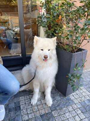 Alforno Focacceria Siroká