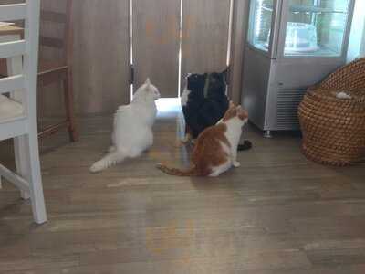 Marty Kočičí Kavárna