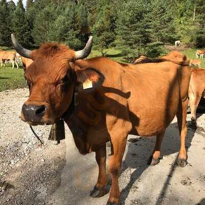 Berggasthof Panorama