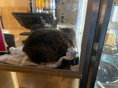 Katzentempel München