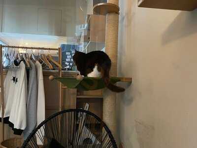 Katzentempel München