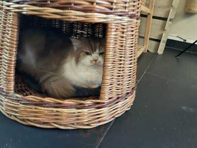 Katzentempel München