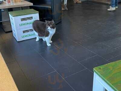 Katzentempel München