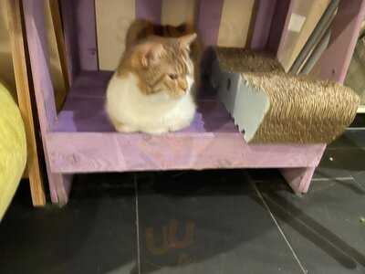 Katzentempel München