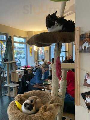 Katzentempel München