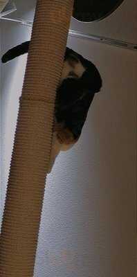 Katzentempel Nürnberg