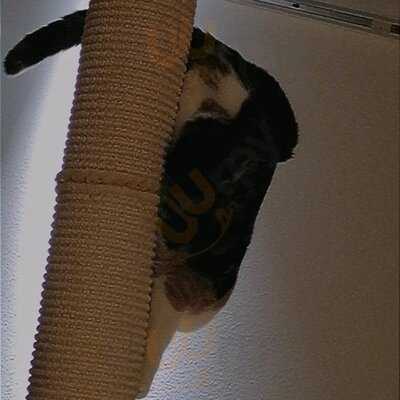 Katzentempel Nürnberg