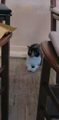 Katzentempel Nürnberg