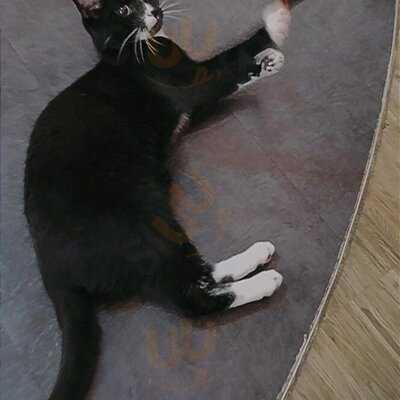 Katzentempel Nürnberg